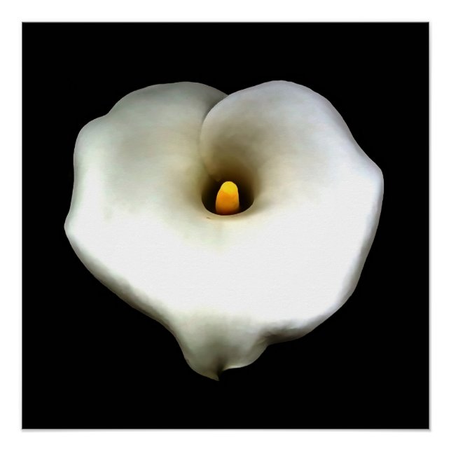 Artistic Single Heart Shaped Calla Lily Isolated  Poster (Front)