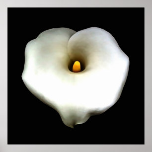 Artistic Single Heart Shaped Calla Lily Isolated  Poster