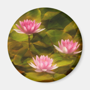 Artistic water lilies, California Magnet