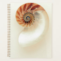 Artsy seashell