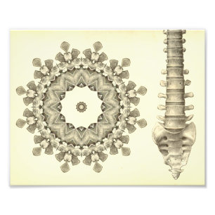 Artwork of the Lumbar Spine Chiropractic Photo Print