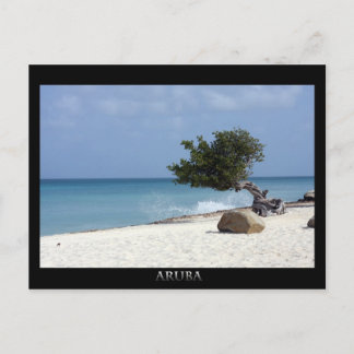 ARUBA fofoti tree Postcard