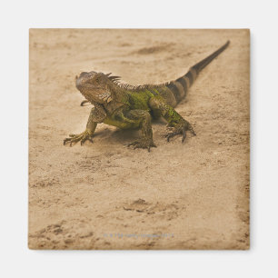 Aruba, lizard on sand magnet