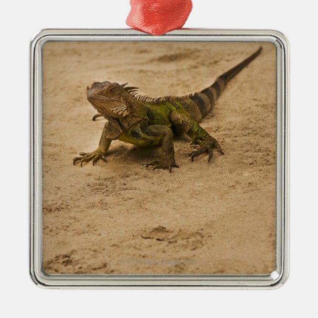 Aruba, lizard on sand metal tree decoration (Front)