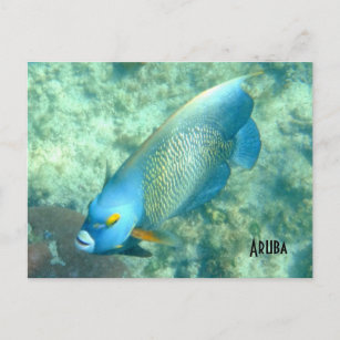 Aruba Underwater photo of Fish Postcard