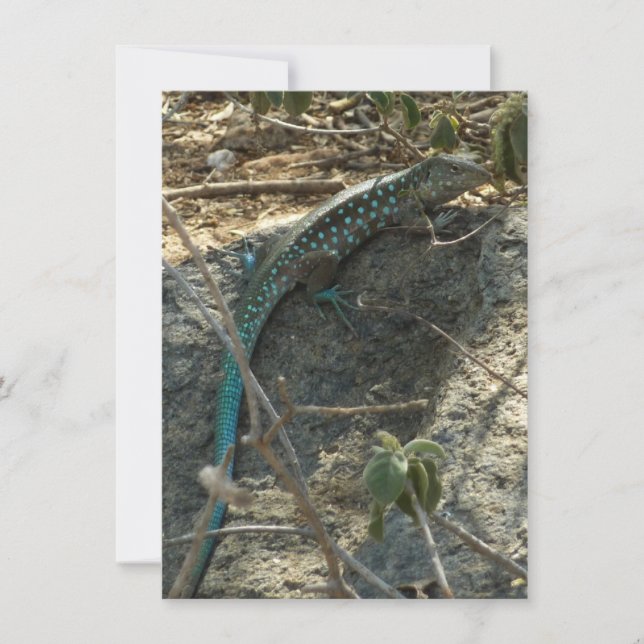 Aruban Whiptail Lizard Tropical Animal Photography (Front)