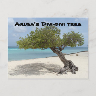 Aruba's Divi-divi tree postcard