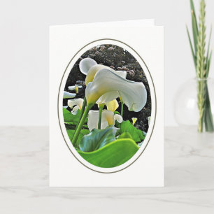 Arum Lilies Blank Greeting Card
