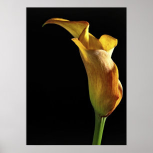 Arum Lily Poster
