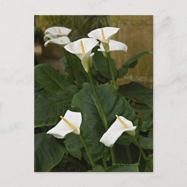 Arum or calla lilies, Zantedeschia aethiopica, Postcard (Front)