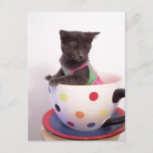 arys kitten postcard