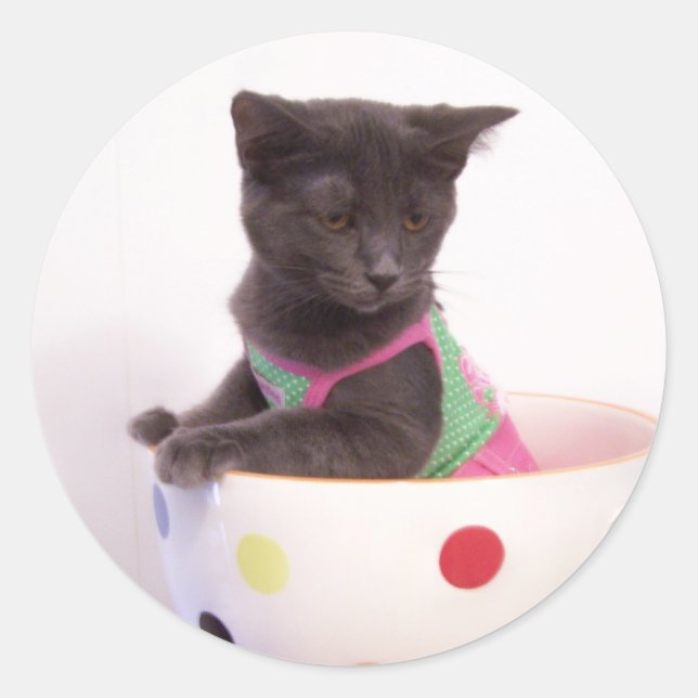 arys kitten sticker (Front)