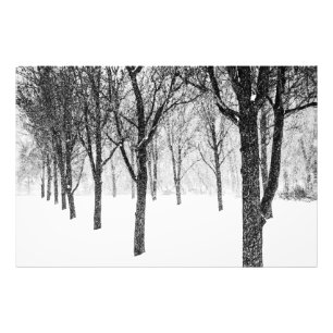 as I side with trees Photo Print