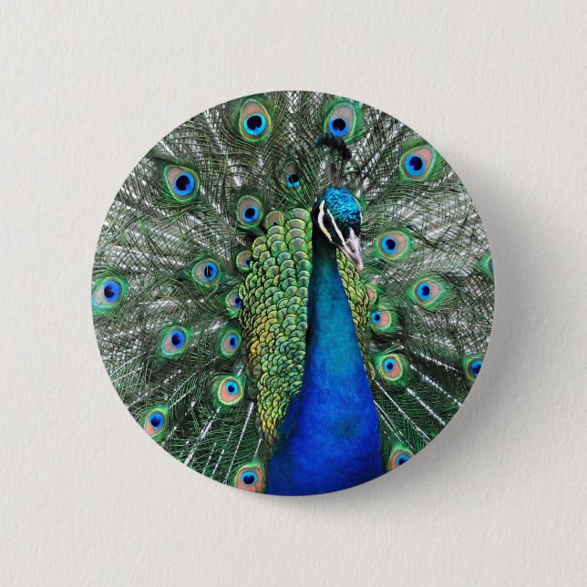 As Proud as a Peacock 6 Cm Round Badge (Front)