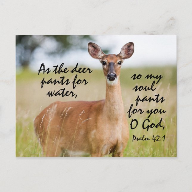 As the deer pants for water, Bible Psalm 42 Custom Postcard (Front)