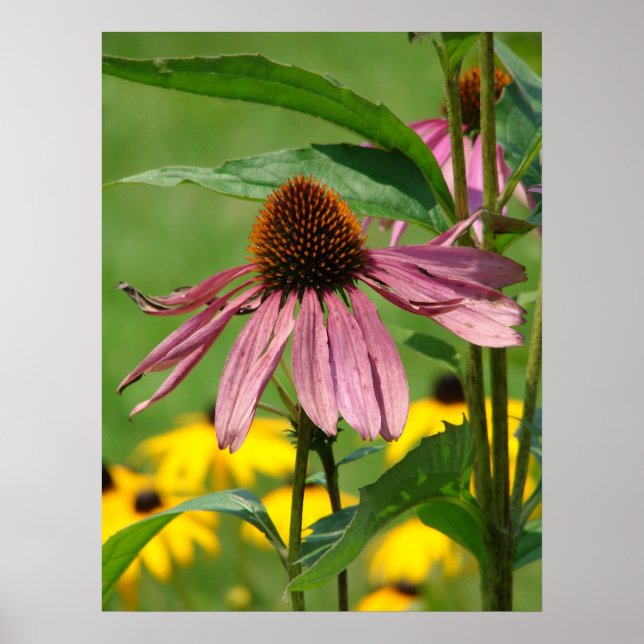 As the Garden Grows Poster (Front)