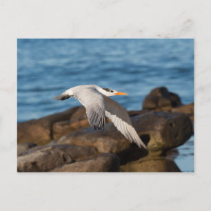 As the Tern Flies Postcard