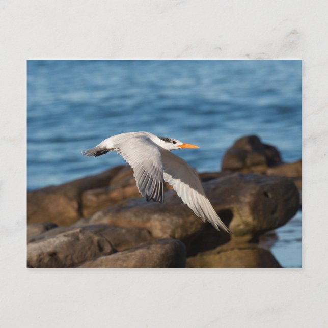 As the Tern Flies Postcard (Front)