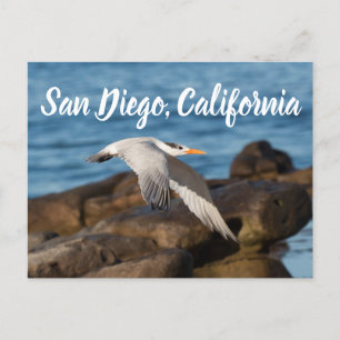 As the Tern Flies San Diego, California Postcard