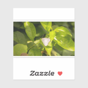 Ascia_02