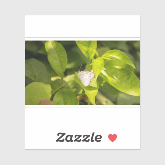 Ascia_02 (Sheet)