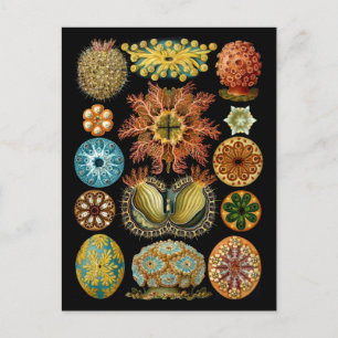 Ascidiacea Postcard