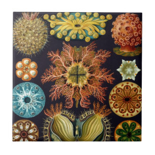 Ascidiae by Ernst Haeckel, Vintage Marine Animals Ceramic Tile