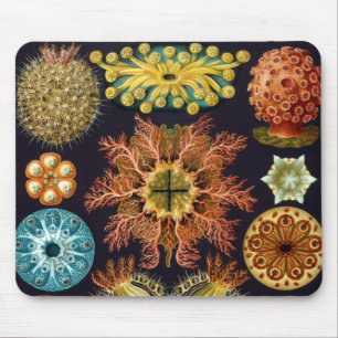 Ascidiae by Ernst Haeckel, Vintage Marine Animals Mouse Pad