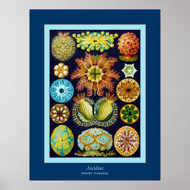 Ascidiae ~ Ernst Haeckel Poster (Front)