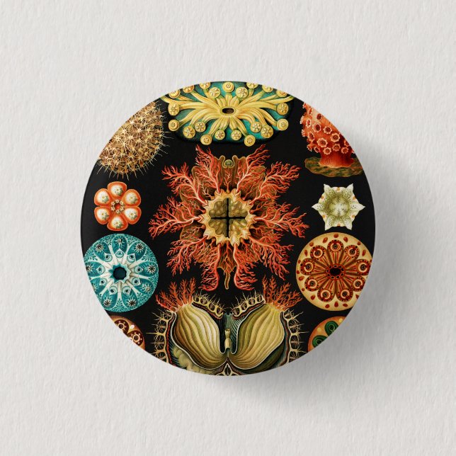 Ascidiae, Seescheiden Marine Life by Ernst Haeckel 3 Cm Round Badge (Front)