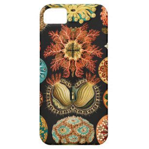 Ascidiae, Seescheiden Marine Life by Ernst Haeckel Barely There iPhone 5 Case