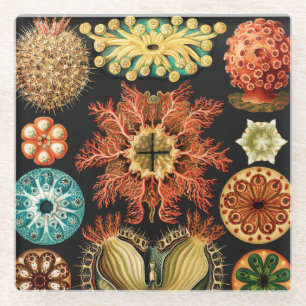 Ascidiae, Seescheiden Marine Life by Ernst Haeckel Glass Coaster
