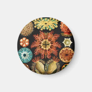 Ascidiae, Seescheiden Marine Life by Ernst Haeckel Magnet