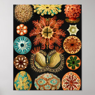 Ascidiae, Seescheiden Marine Life by Ernst Haeckel Poster