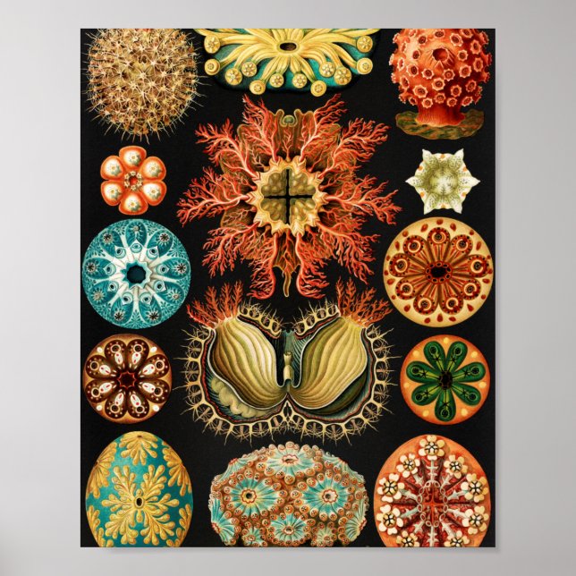 Ascidiae, Seescheiden Marine Life by Ernst Haeckel Poster (Front)