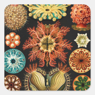 Ascidiae, Seescheiden Marine Life by Ernst Haeckel Square Sticker