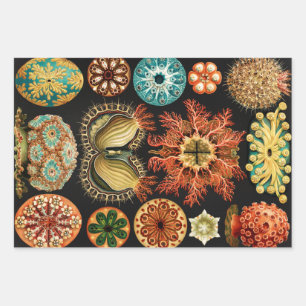 Ascidiae, Seescheiden Marine Life by Ernst Haeckel Wrapping Paper Sheet