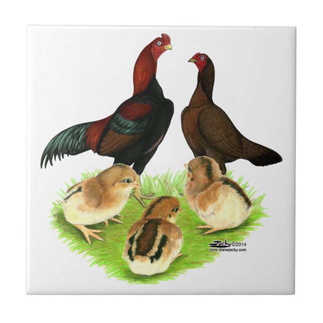 Aseel Black Red Chicken Family Ceramic Tile (Front)
