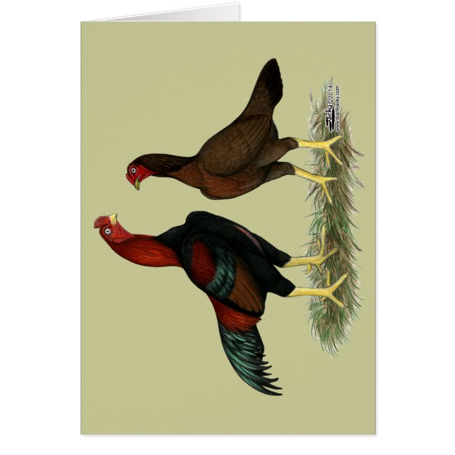 Aseel Black Red Chickens (Front)