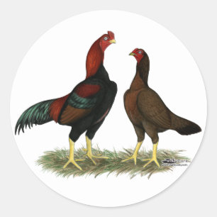 Aseel Black Red Chickens Classic Round Sticker