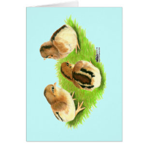 Aseel Black Red Chicks