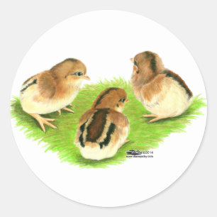 Aseel Black Red Chicks Classic Round Sticker