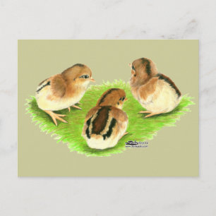 Aseel Black Red Chicks Postcard