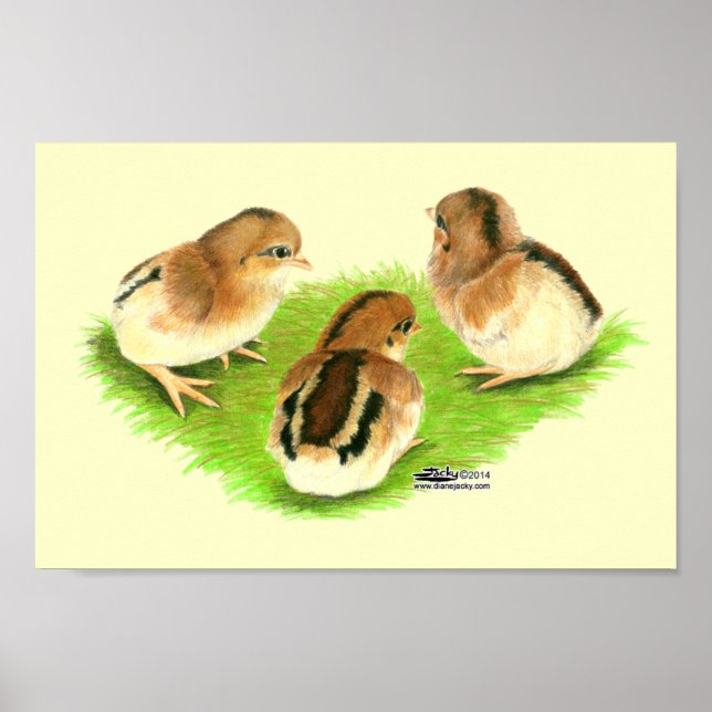 Aseel Black Red Chicks Poster (Front)