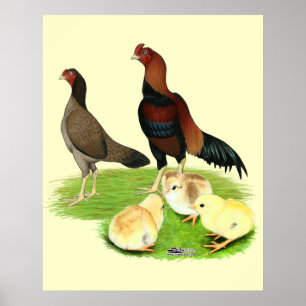 Aseel Wheaten Chicken Family Poster