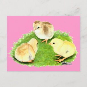 Aseel Wheaten Chicks Postcard