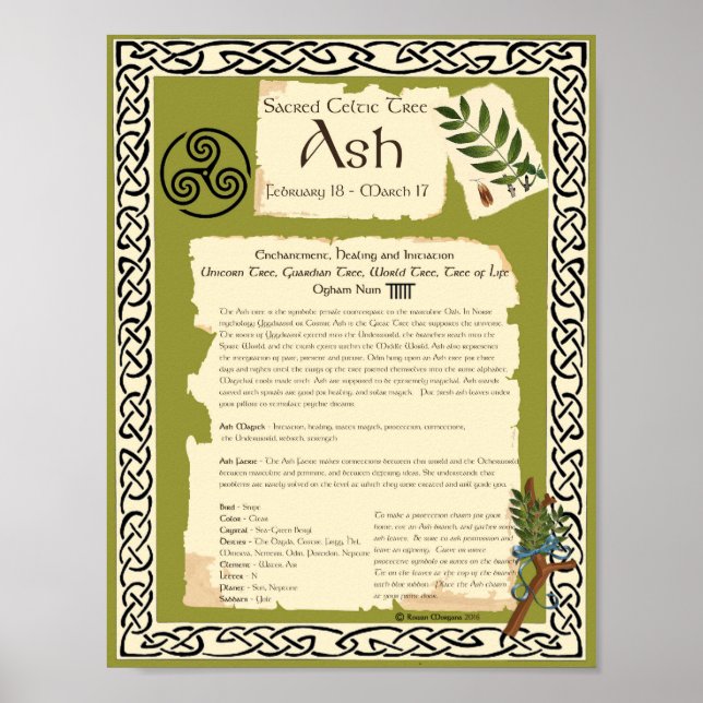 ASH CELTIC SACRED TREE POSTER (Front)
