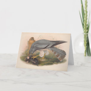 Ash Coloured Harrier Bird Blank Note Card