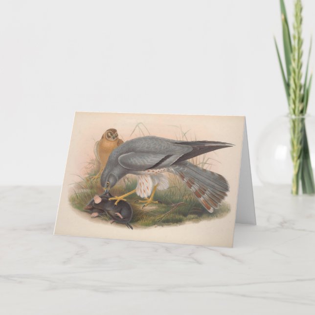 Ash Coloured Harrier Bird Blank Note Card (Front)