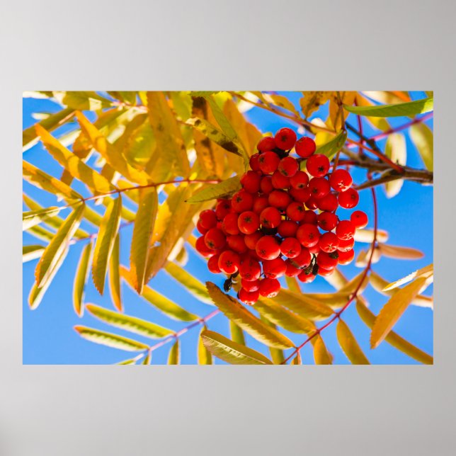 Ashberry Poster (Front)